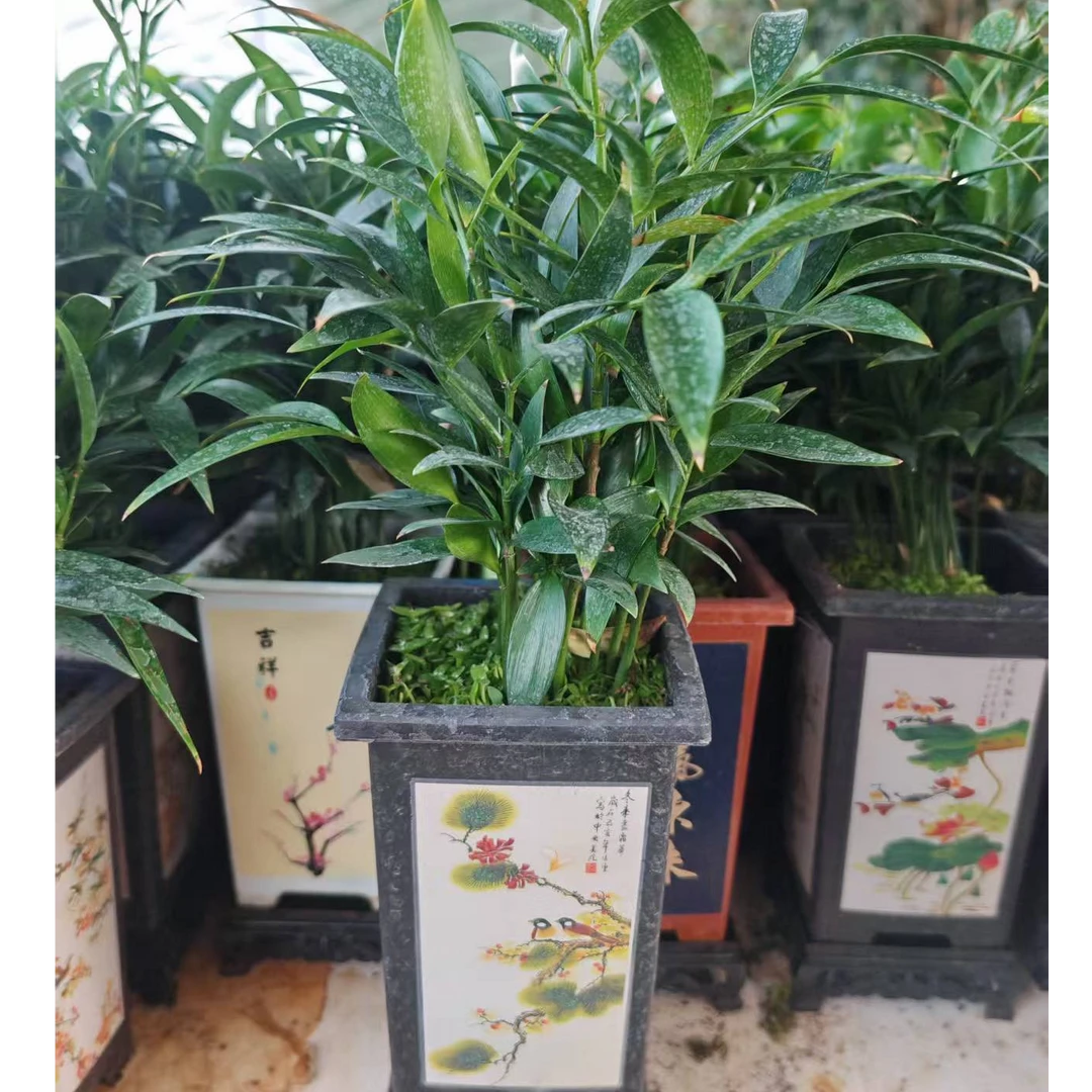 竹柏盆栽，拉萨发货，西藏包邮百合竹虎皮兰夹竹桃百合竹大盆栽室内
