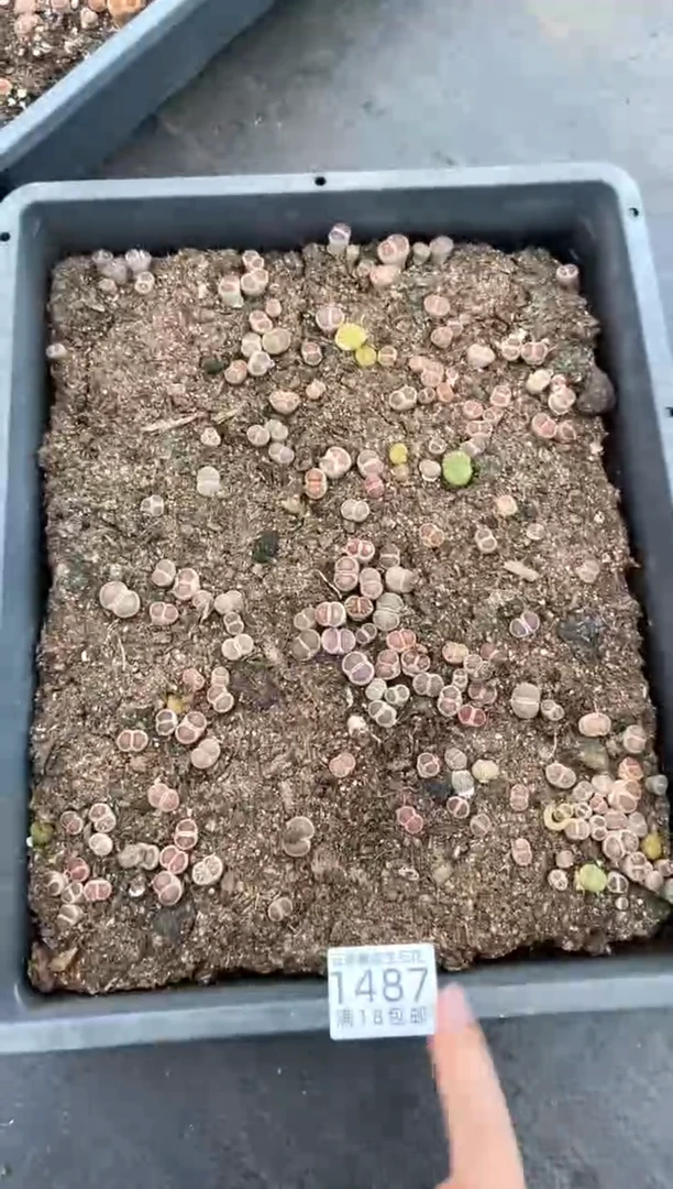 1487特价菊纹章有疤瑕疵脱土发货
