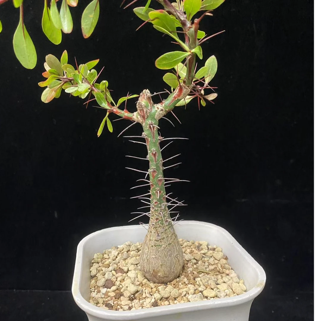 龙少园艺 簇生福桂花 直径3.1cm