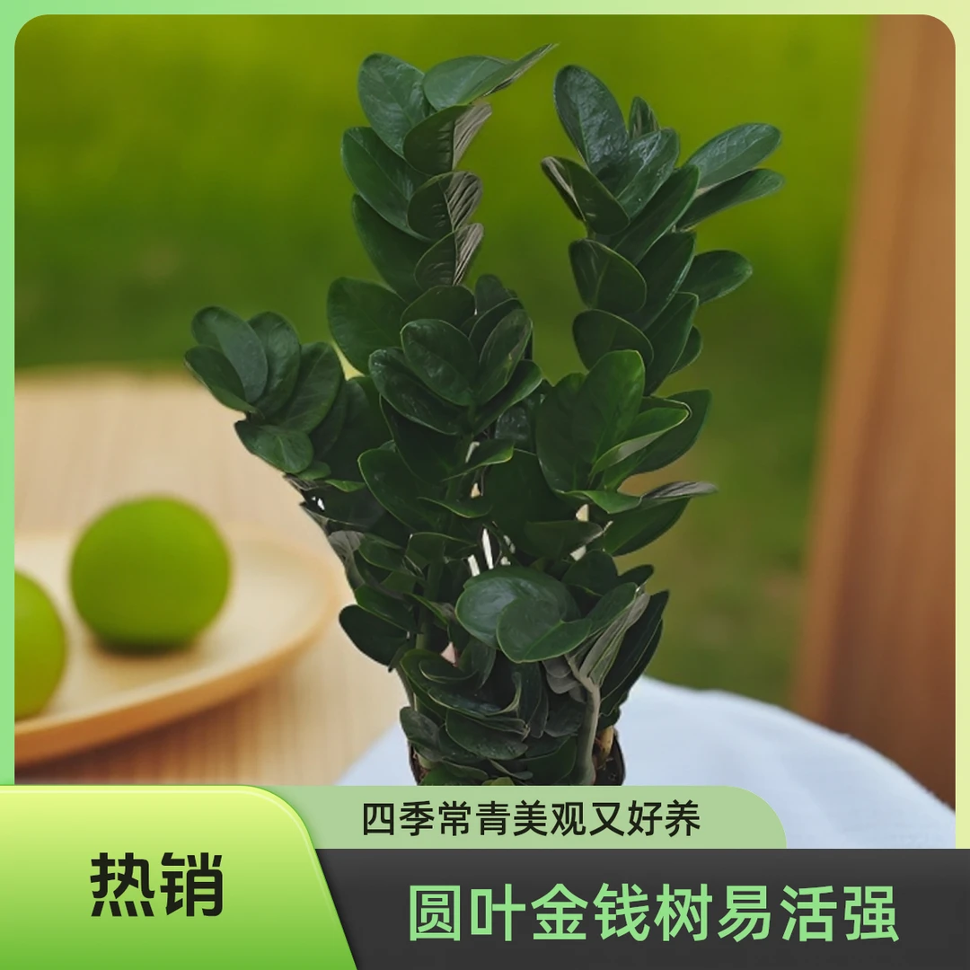 150圆叶金钱树盆栽耐旱耐热变装绿植钱串子