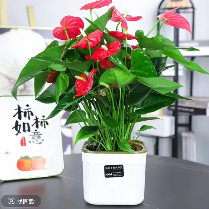 【4-6朵花】2苗红掌盆栽送盆40-50cm高室内客厅耐荫好养四季开花