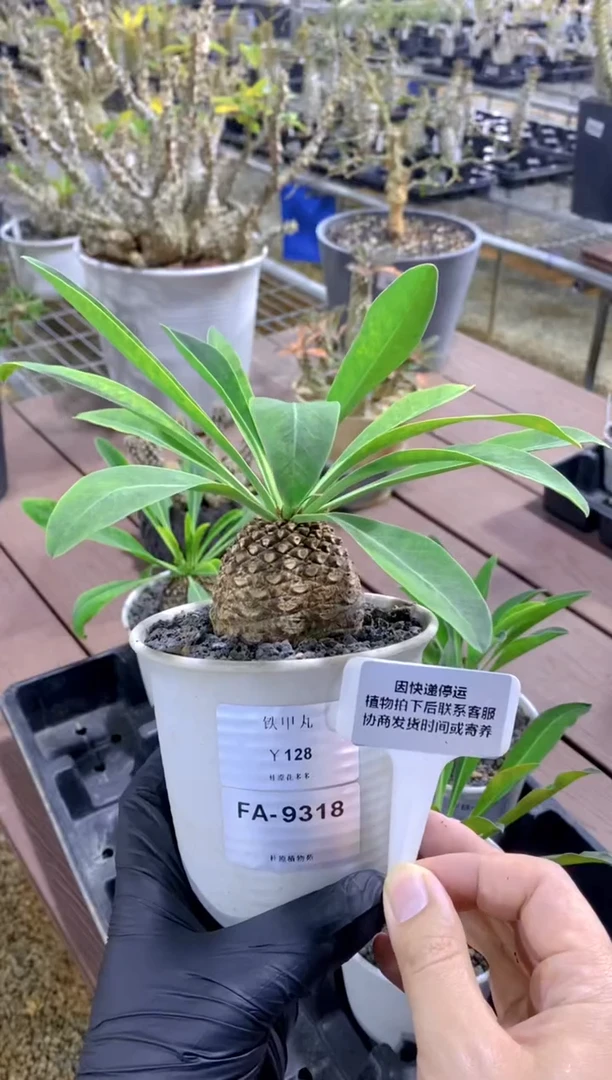 【闪购商品】铁甲丸FA-9318