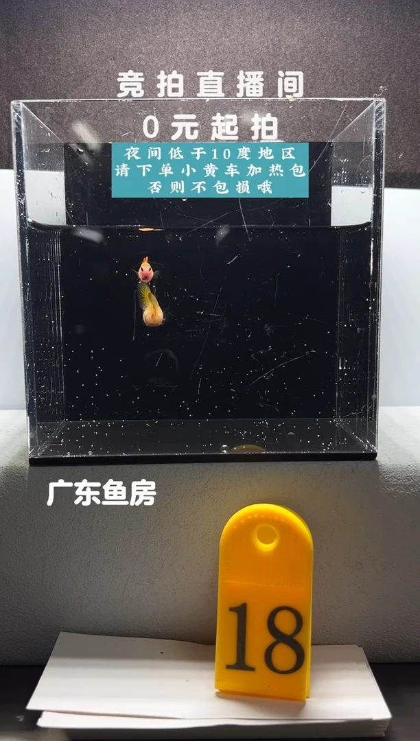 孔雀鱼皇家落日玻璃猫一对编号18