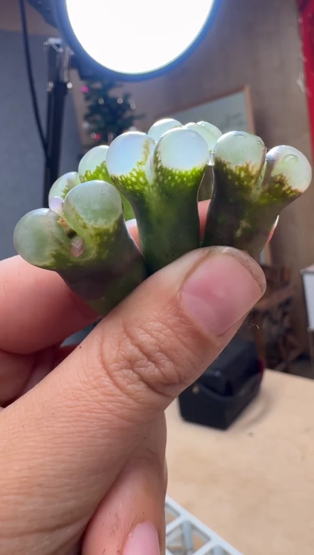 【闪购商品】1/24-81 黑紫体一颗
