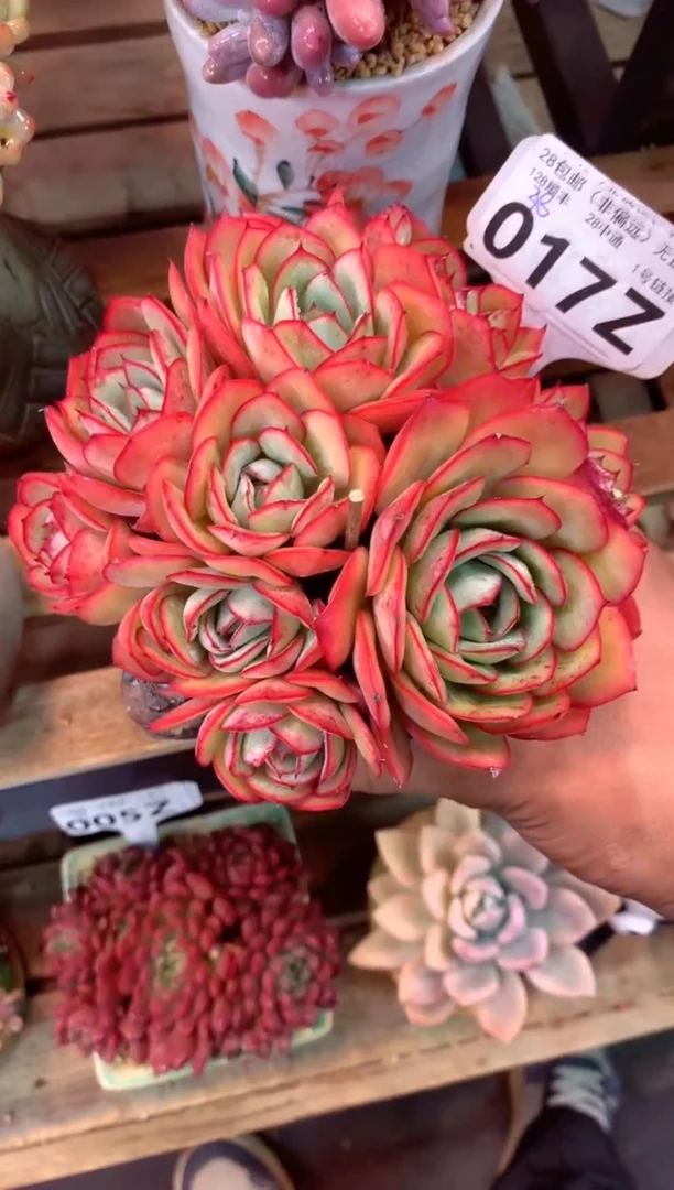 017Z（一物一拍，精品多肉，w所见即所得 ）