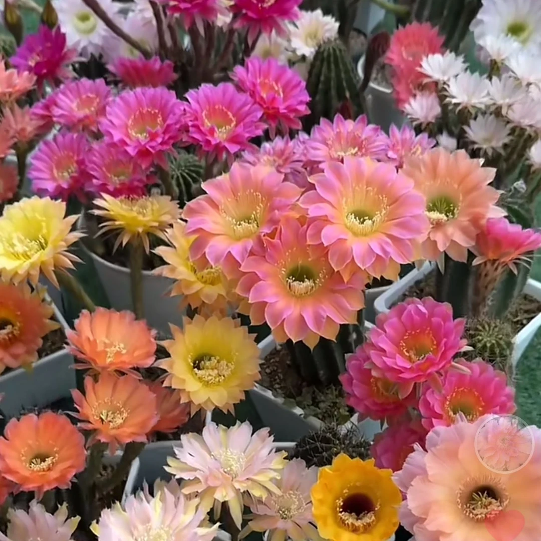 仙人球彩草一物一拍【满18米包邮】