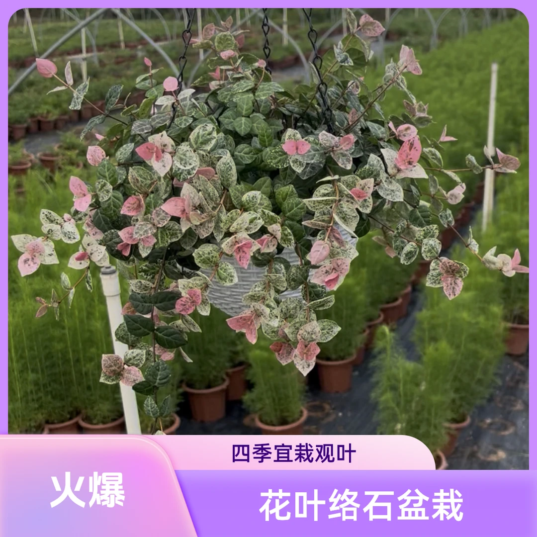 花叶络石盆栽四季垂吊耐热耐寒阳台庭院绿植花卉