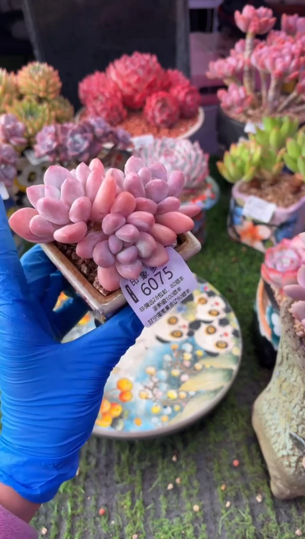 昆明印象多肉6075带盆发货