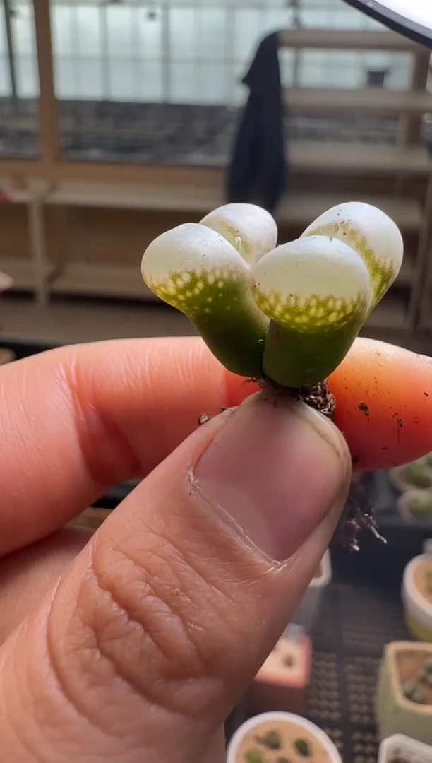 【闪购商品】2/4-294