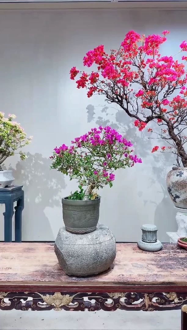 【闪购商品】盆景小叶紫
