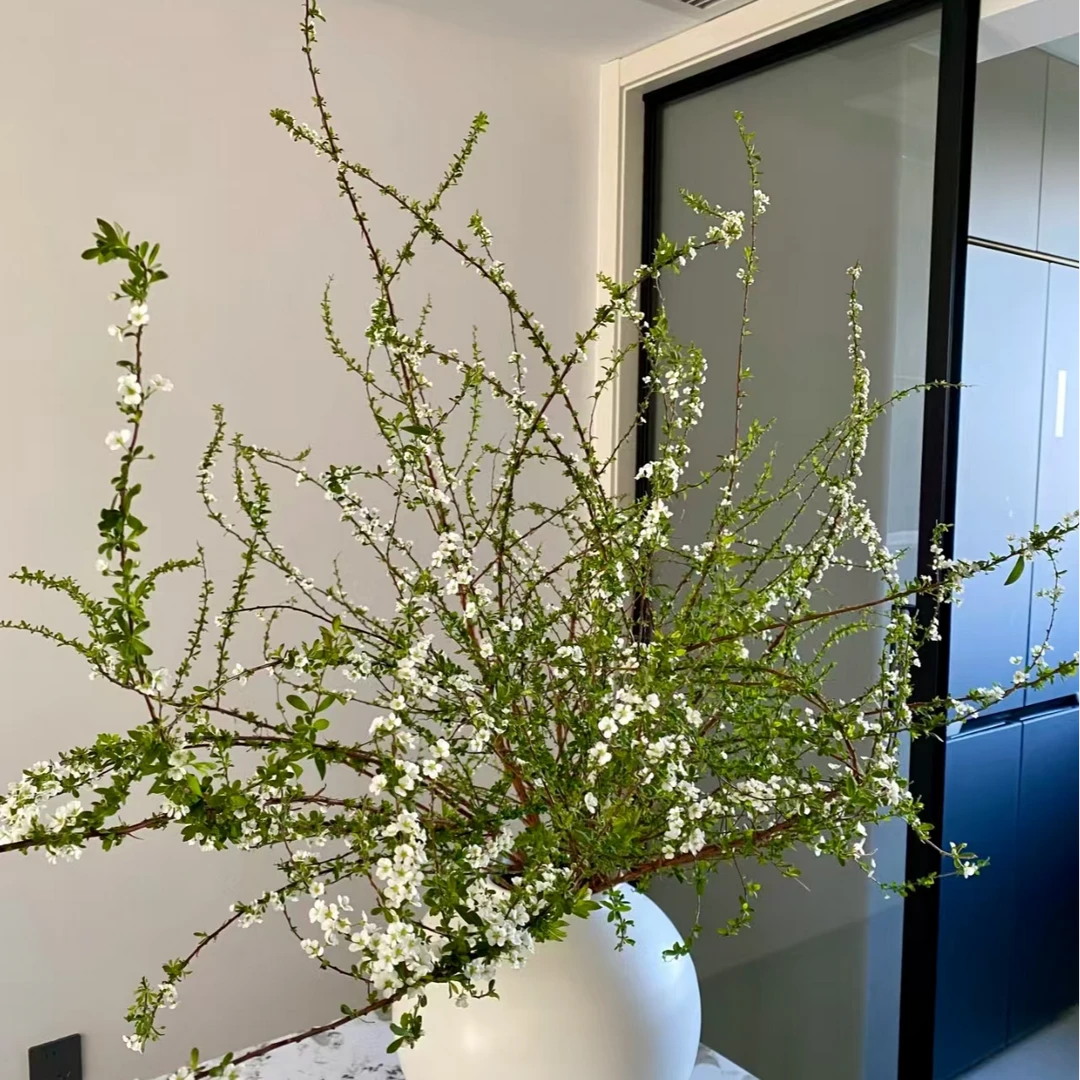 蛇年爆款浪漫花材雪柳高品质