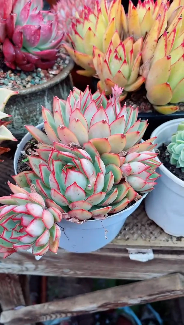 【闪购商品】23128