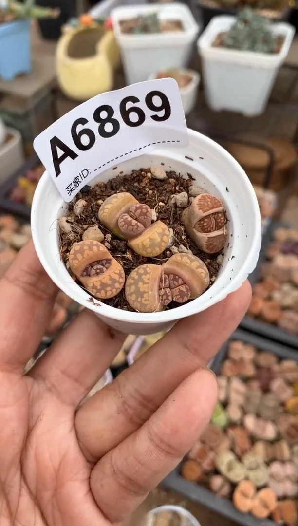 【闪购商品】6869直播一物一拍