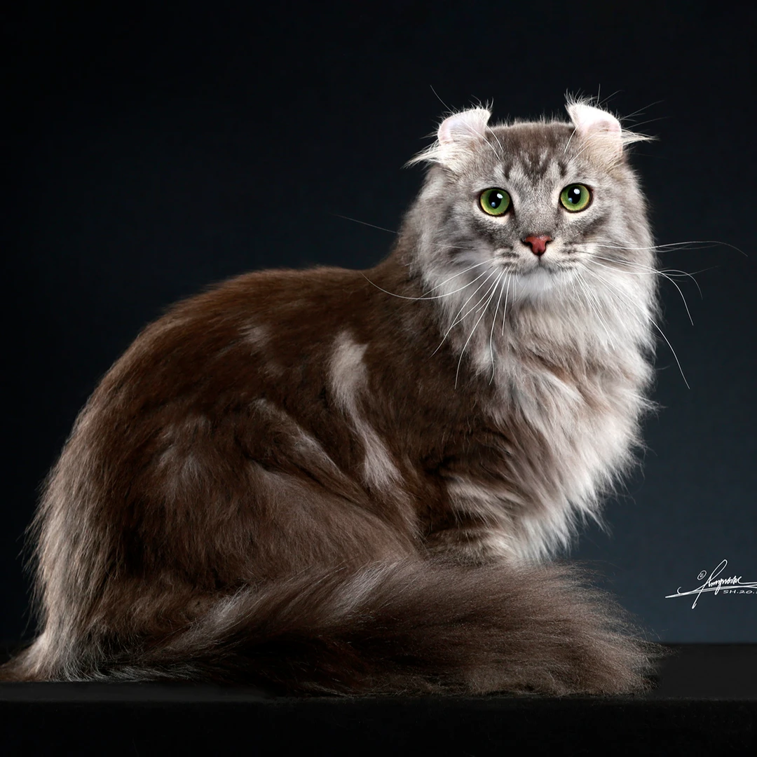 美国纯种卷耳猫全色系卷耳猫