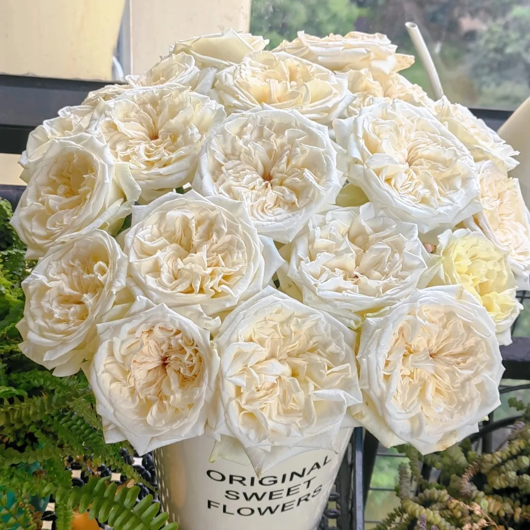 【月亮花圃】单头（白荔枝）玫瑰  1单普通快递，2单以上顺丰冷链