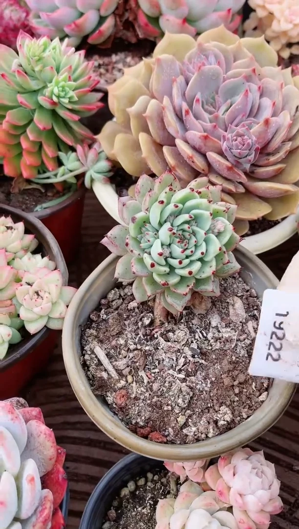 【闪购商品】19222多肉