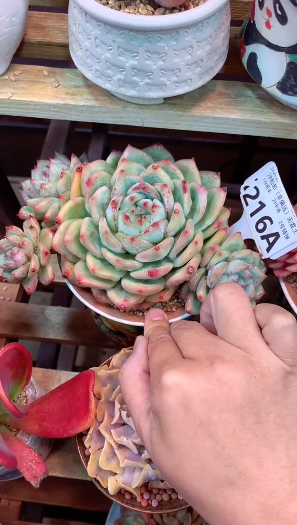 216A（一物一拍，精品多肉，w所见即所得 ）