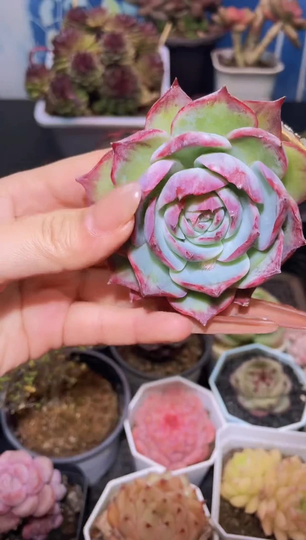 【闪购商品】350惊鸿仙子