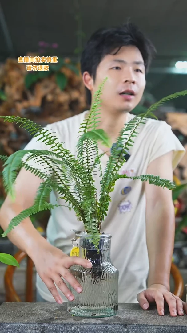 当前无花栽培后可以开花肾蕨504T