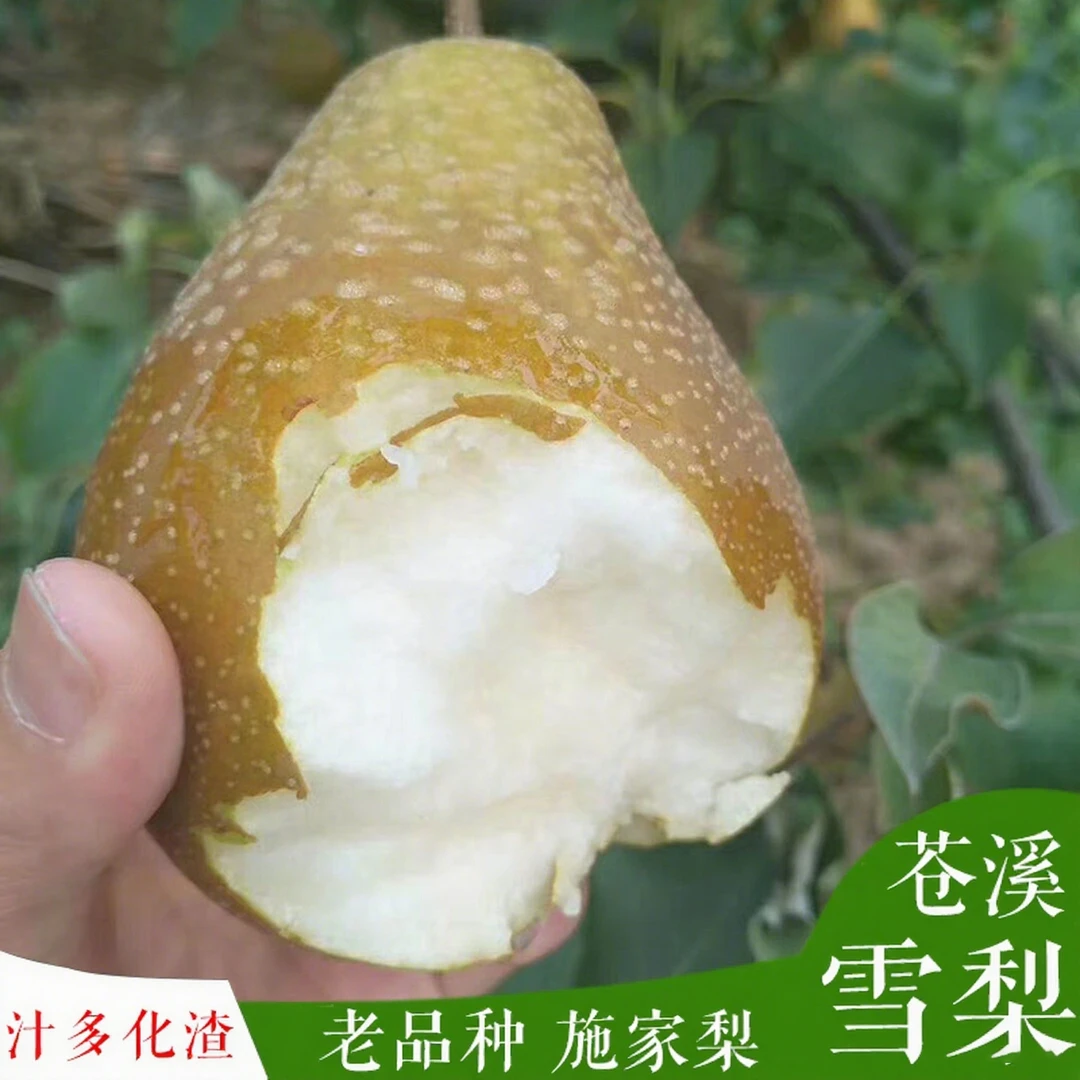 苍溪雪梨施家梨四川广元苍溪县特产当季新鲜水果梨子整箱10斤包邮