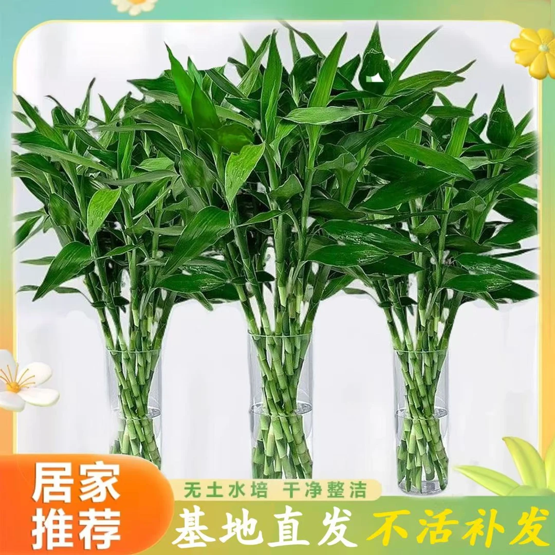 【精品0.8-0.9米✅】富贵竹水养办公室绿植盆栽客厅专用净化空气室内