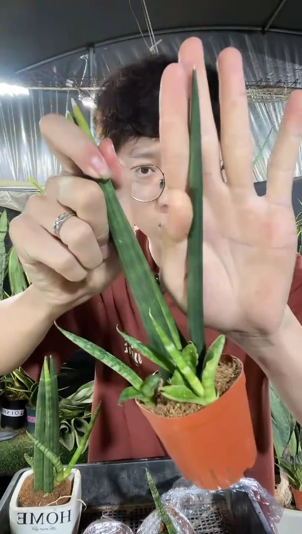 2根起佛前香带盆土2盆6.18