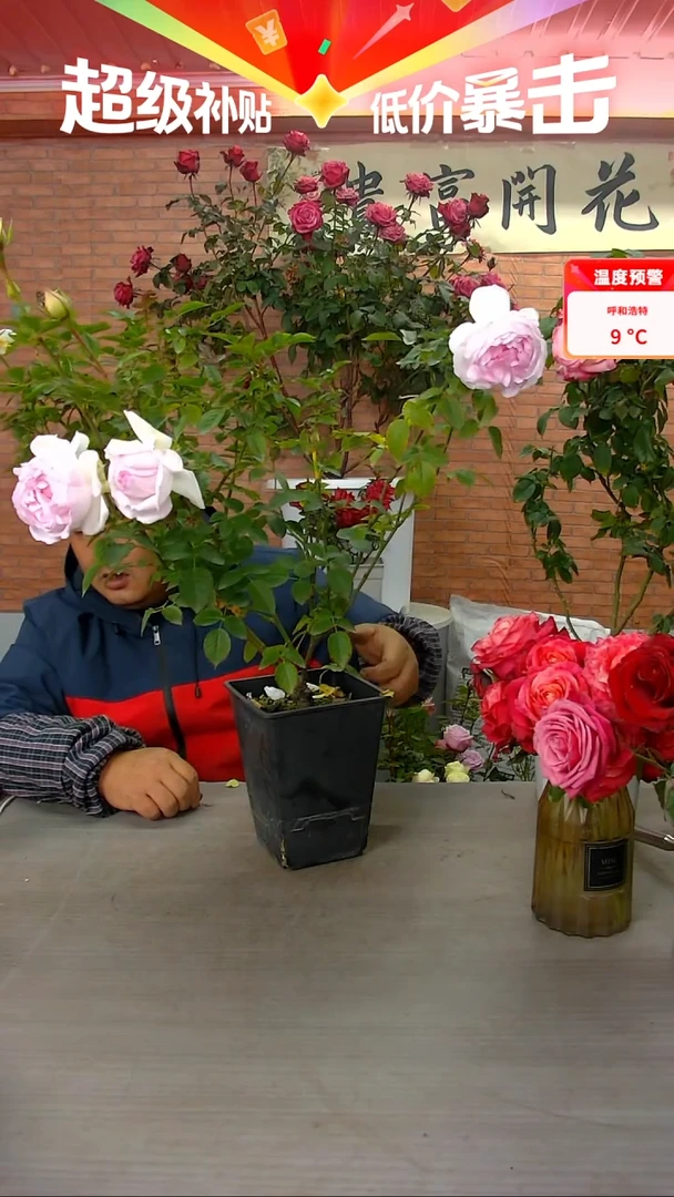 当前无花朵，栽培后可花朵玛莎