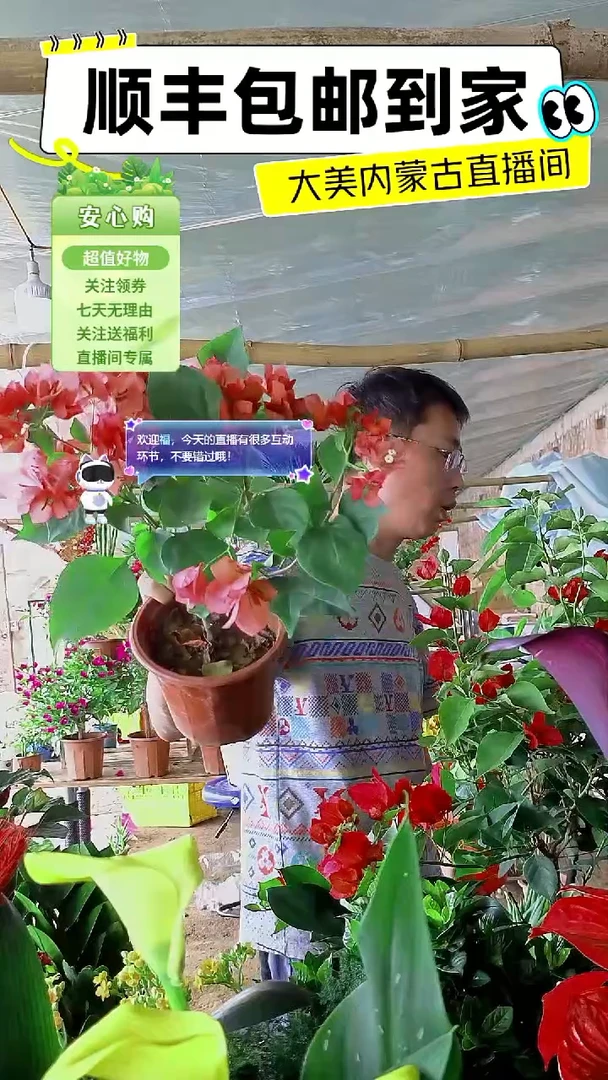 完全开放不甜西瓜三角梅