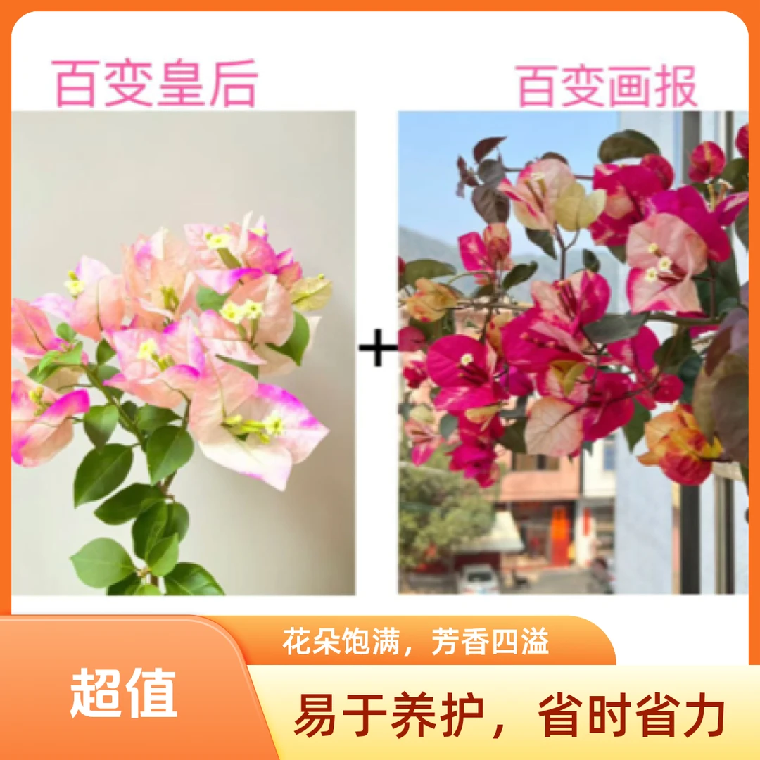 百变画报+百变皇后（经典组合）到手2颗基地直邮不带花不带盆