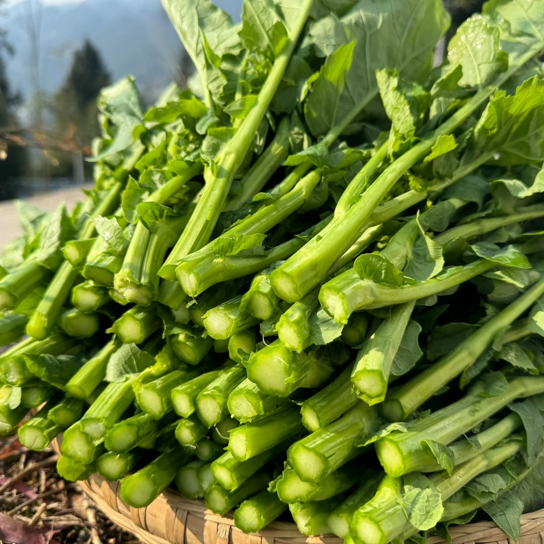 恩施高山 农家种植油菜苔3斤