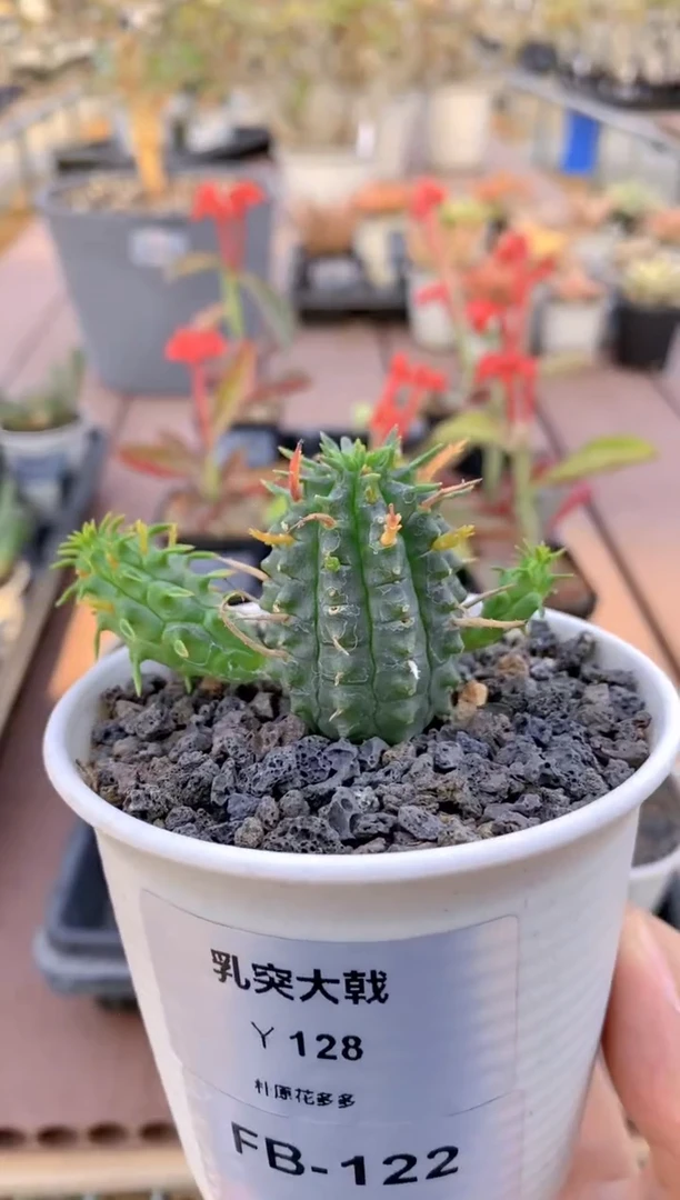 【闪购商品】乳突大戟FB-122