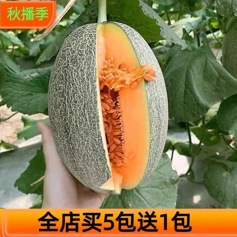 【满5包包邮】新疆网纹哈密瓜种子四季播种哈蜜瓜甜瓜香瓜香甜可