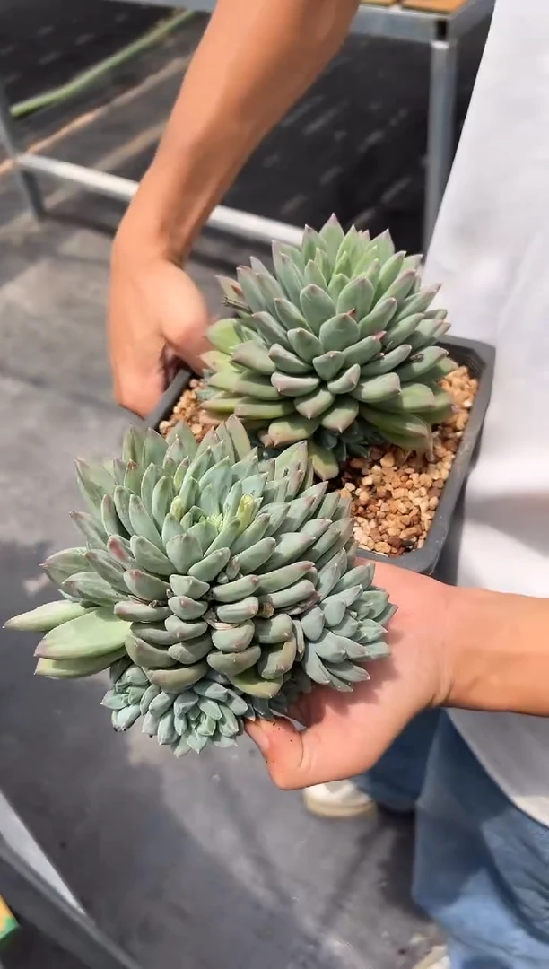 潜力幻影美人
