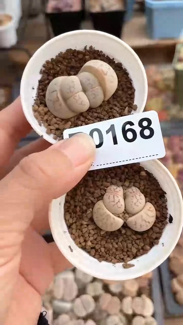 【闪购商品】0168直播一物一拍