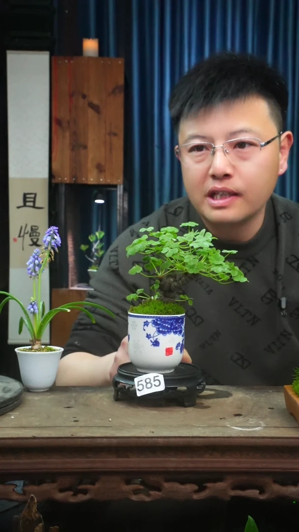 【闪购商品】苔藓微景观585号