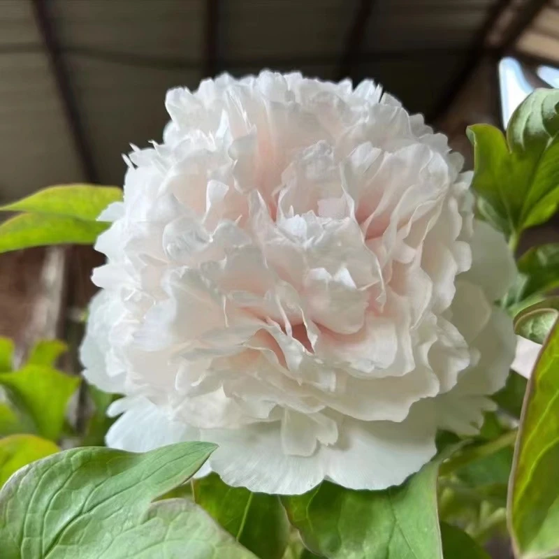 【香玉牡丹】白色系观赏牡丹花苗耐寒阳台盆栽庭院种植  裸根苗