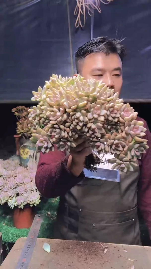 156淡雪缀化一物一拍