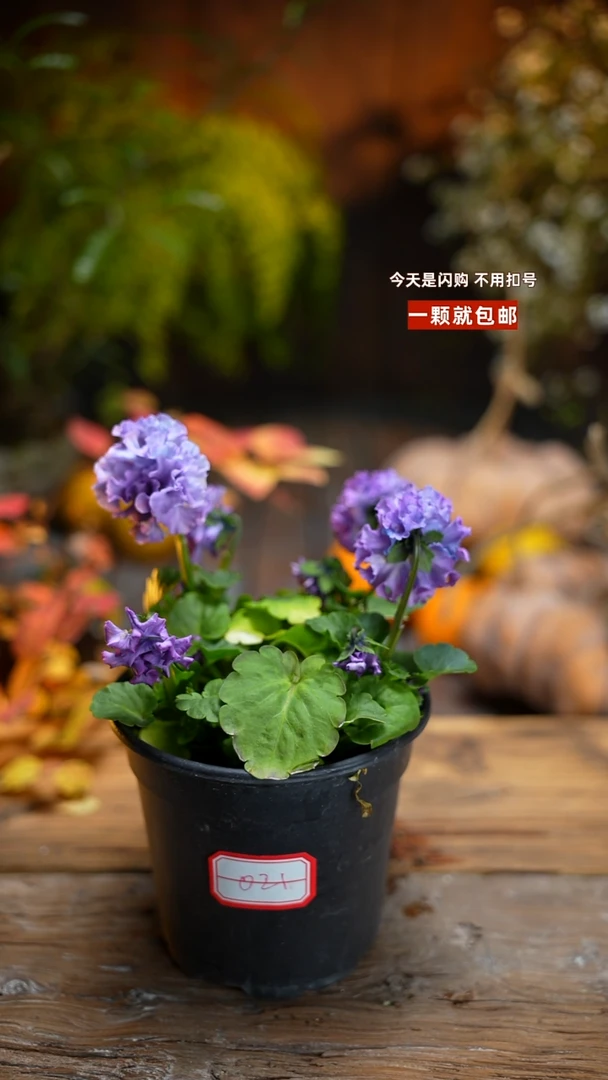 少量花朵（建议范围：2朵-5朵 或40%以下）021