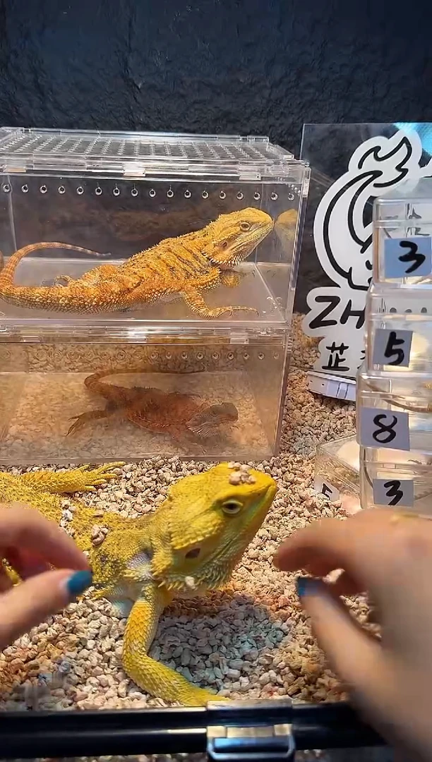 鬃狮蜥高端柑橘母