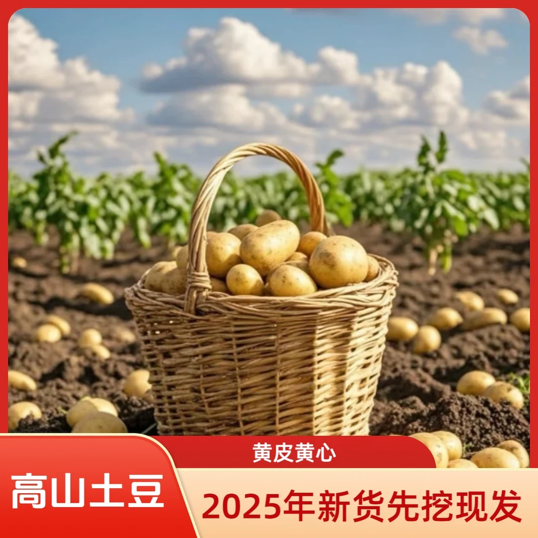 【带箱9.5-10斤】2025云南新鲜黄心土豆现挖现发土豆洋芋