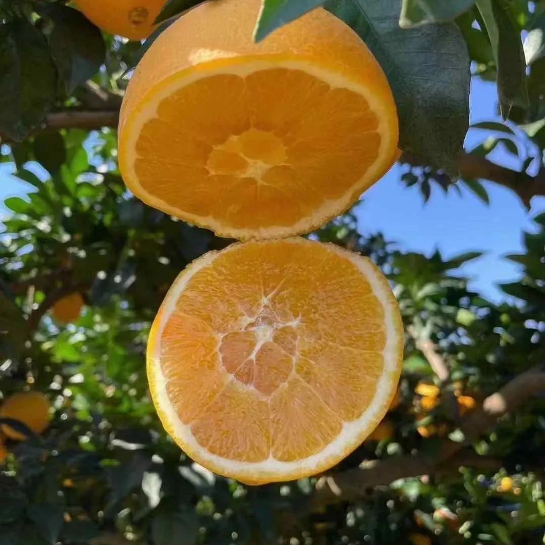 正宗秭归爆汁脐橙 香甜多汁 入口无渣
