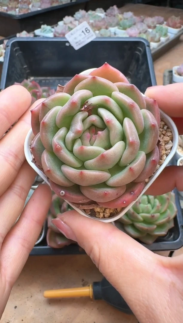 筐16珍妮杂交多肉 花卉植物09