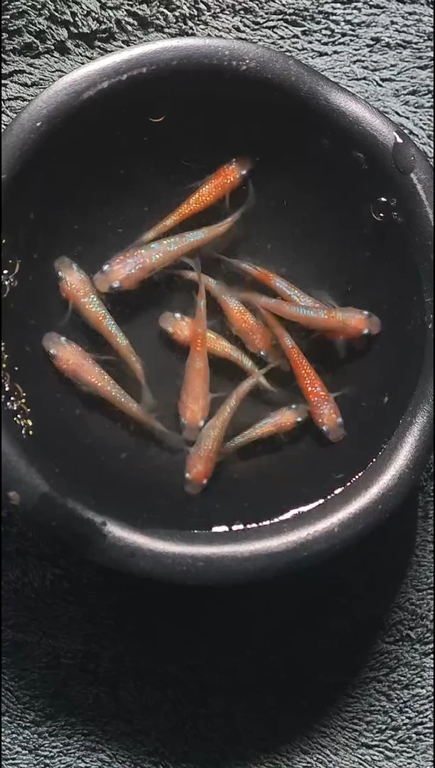 青鳉鱼观背青鳉034