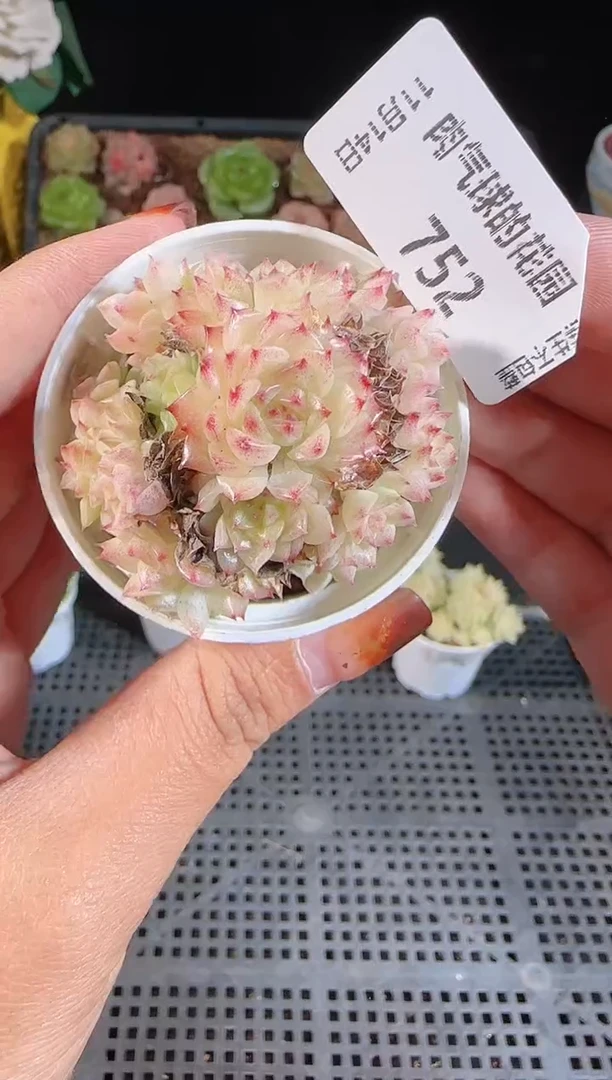 1114-752群生不包整