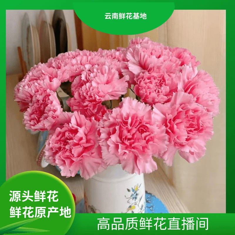 颜花【粉钻康乃馨 】云南鲜花基地直发
