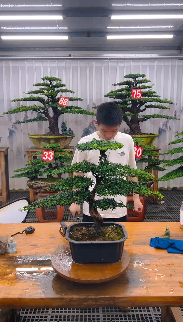 无花朵精品盆景直播间一物一拍