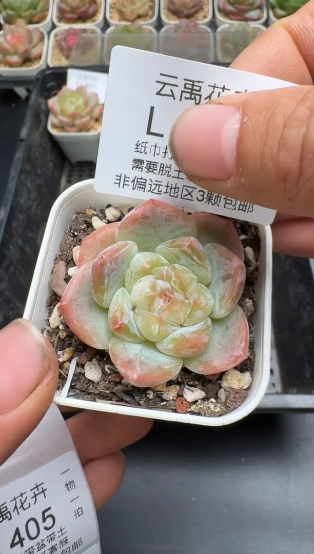 404L当天拍3颗包柚 带盆土纸巾打包 云禹花卉 珍妮多肉植物
