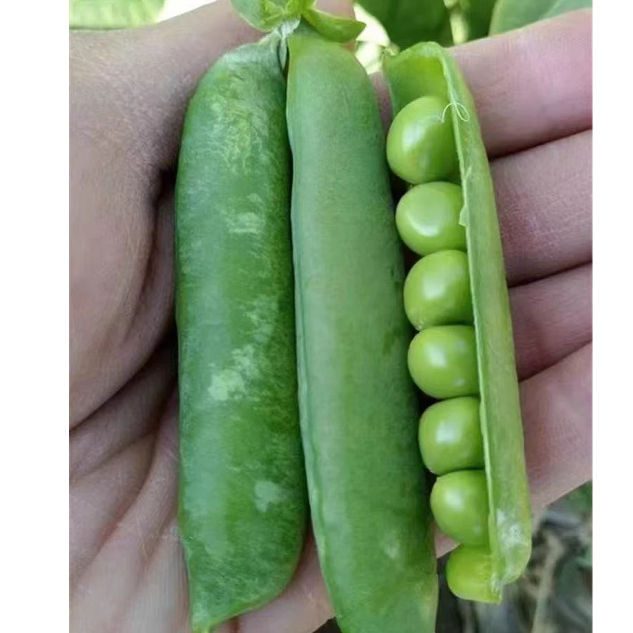 云南新鲜带壳豌豆荚青豌豆角农田现采现发新鲜蔬菜甜豌豆