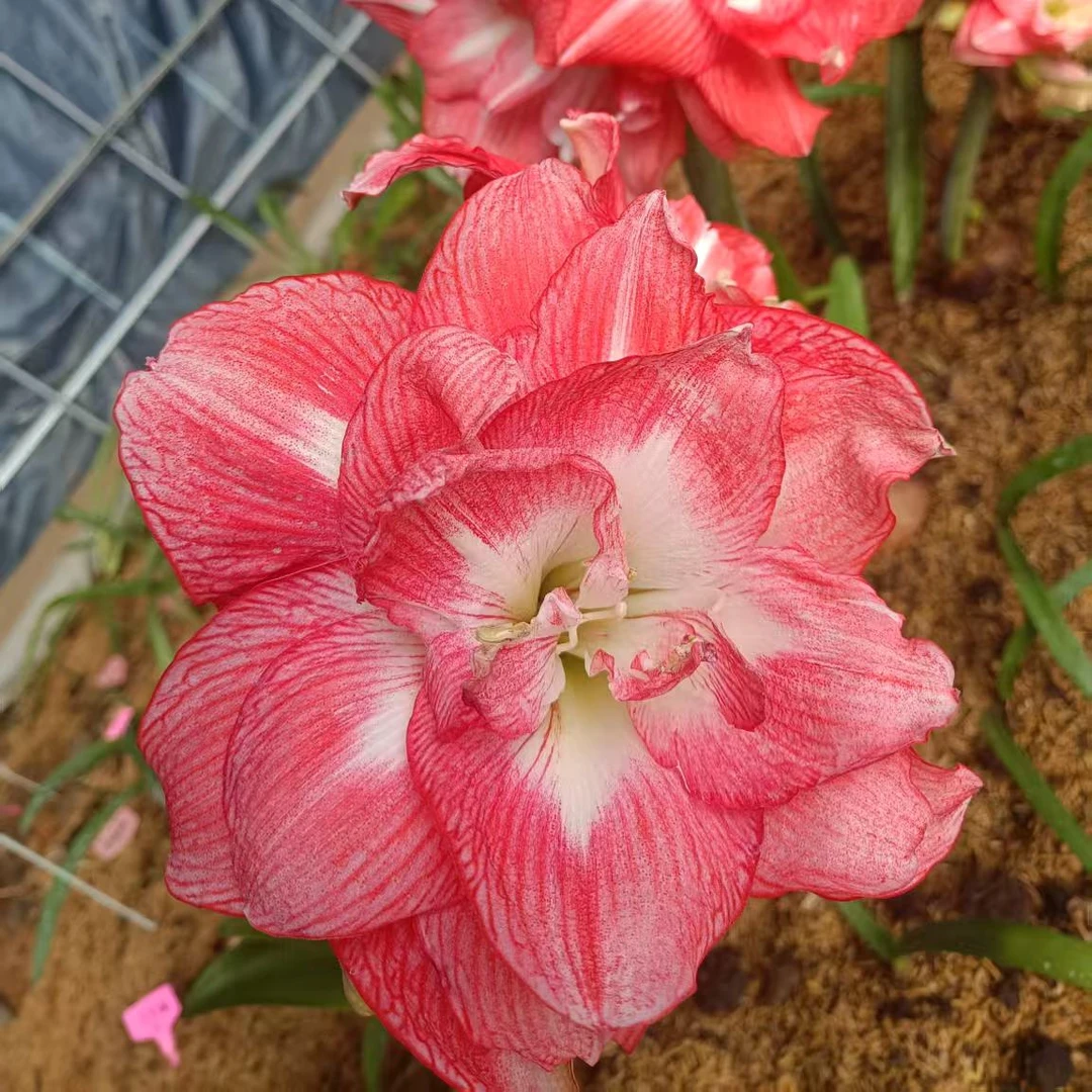 晓白朱顶红----蒂卡日出种球热卖，大花艳丽，点亮家居花园