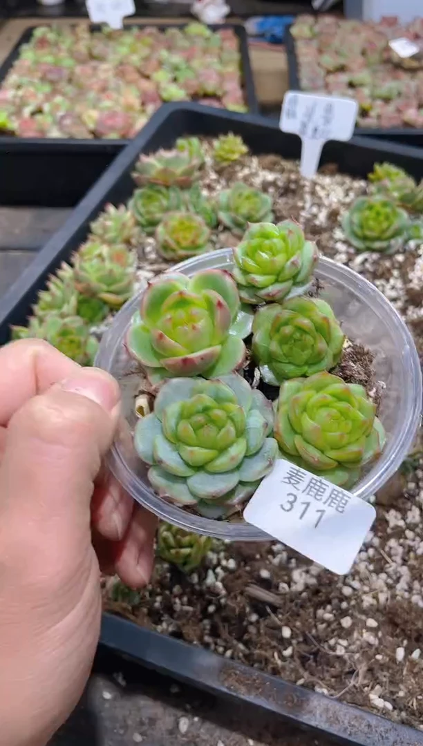 311翡皇05       量拍
